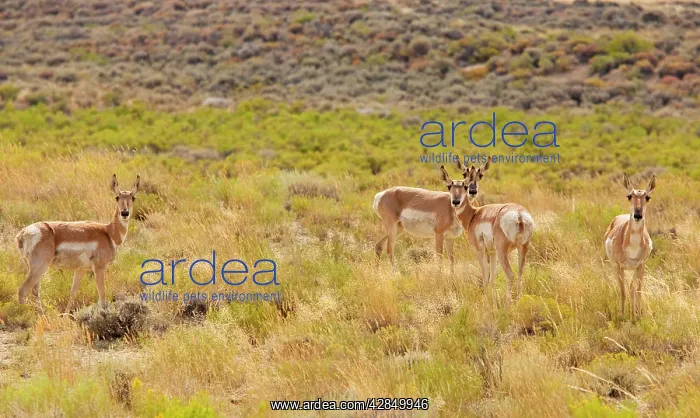 : Pronghorns / Pronghorn Antelope : Pronghorns / Pronghorn Antelope