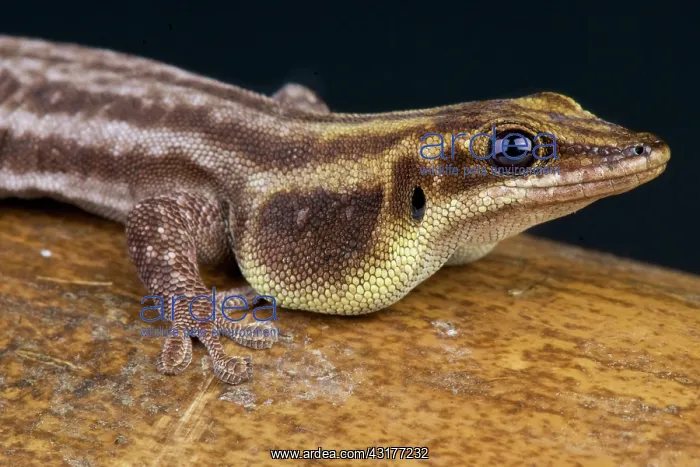 : Pronk's day gecko (Phelsuma pronki), Madagascar : Pronk's day gecko (Phelsuma pronki), Madagascar
