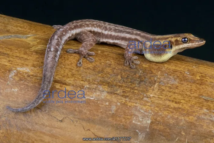 : Pronk's day gecko (Phelsuma pronki), Madagascar : Pronk's day gecko (Phelsuma pronki), Madagascar
