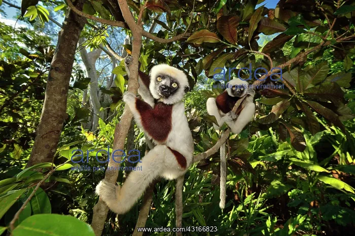 : Propithecus verreauxi Indriidae : Propithecus verreauxi Indriidae