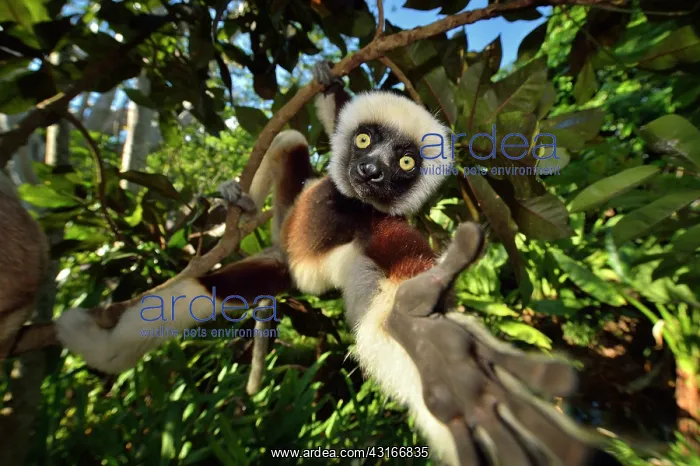 : Propithecus verreauxi Indriidae : Propithecus verreauxi Indriidae