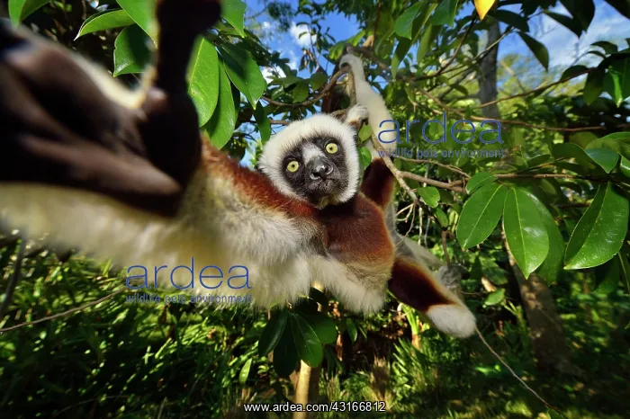 : Propithecus verreauxi Propithecus : Propithecus verreauxi Propithecus