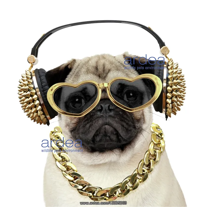 : DOG - pug - wearing gold chain headphones and sunglasses Digtal Manipulation : DOG - pug - wearing gold chain headphones and sunglasses Digtal Manipulation