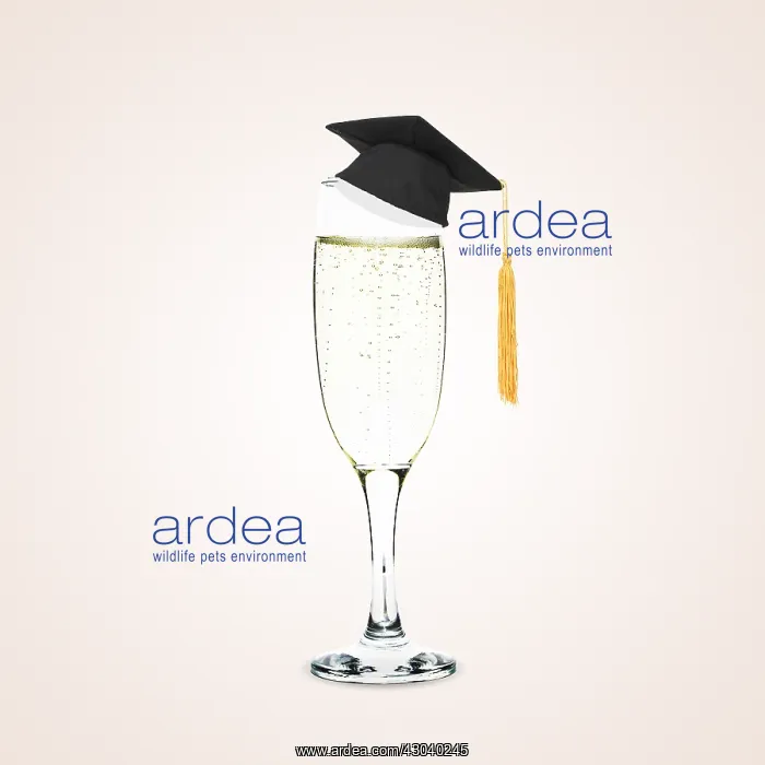 : Prosecco / Champagne glass with mortarboard graduation hat : Prosecco / Champagne glass with mortarboard graduation hat
