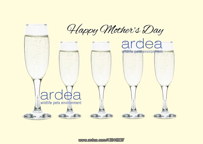 : Prosecco  /  Champagne glasses