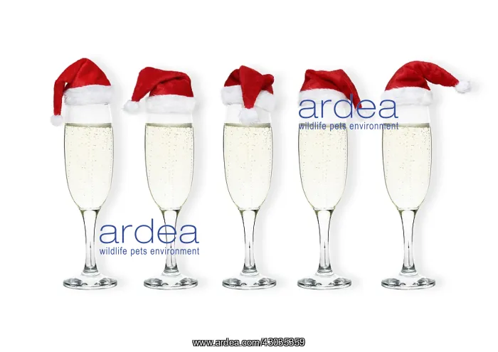 : Prosecco / Champagne glasses with Christmas hats on : Prosecco / Champagne glasses with Christmas hats on