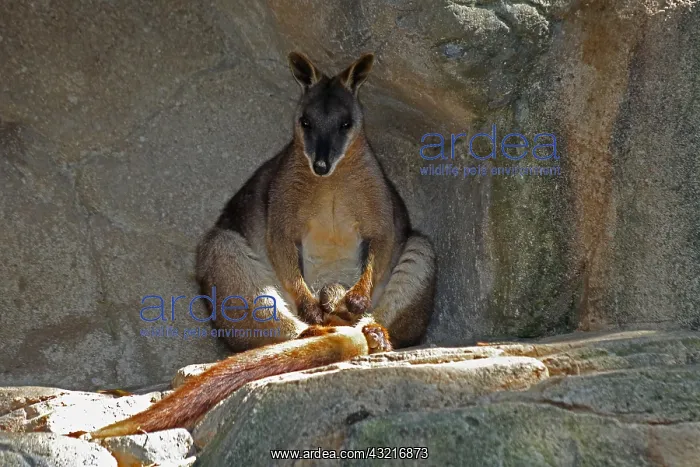 : Proserpine Rock Wallaby : Proserpine Rock Wallaby