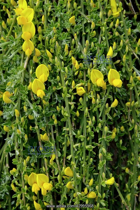 : Prostrate Broom : Prostrate Broom