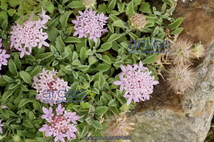 : A prostrate scabious : A prostrate scabious