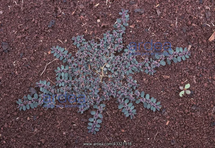 : Prostrate spurge : Prostrate spurge