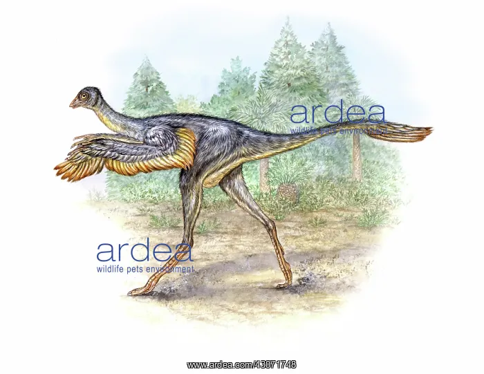 : Protarchaeopteryx robusta : Protarchaeopteryx robusta