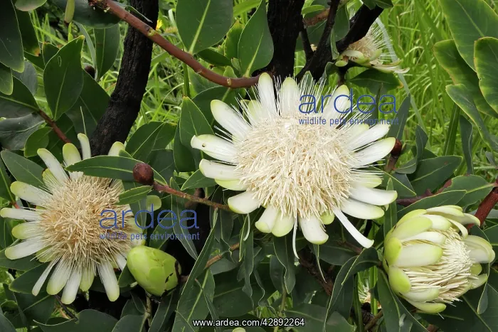 : Protea (Protee sp.). Village around the town of Kibisch Ethiopia : Protea (Protee sp.). Village around the town of Kibisch Ethiopia