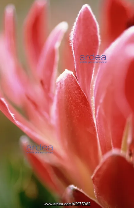 : Protea, Protea eximia : Protea, Protea eximia