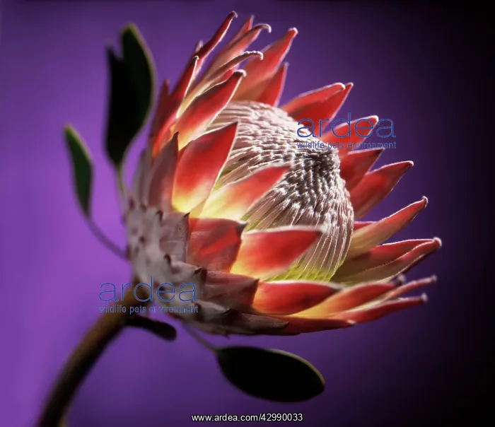 : Protea, Protea cynaroides : Protea, Protea cynaroides