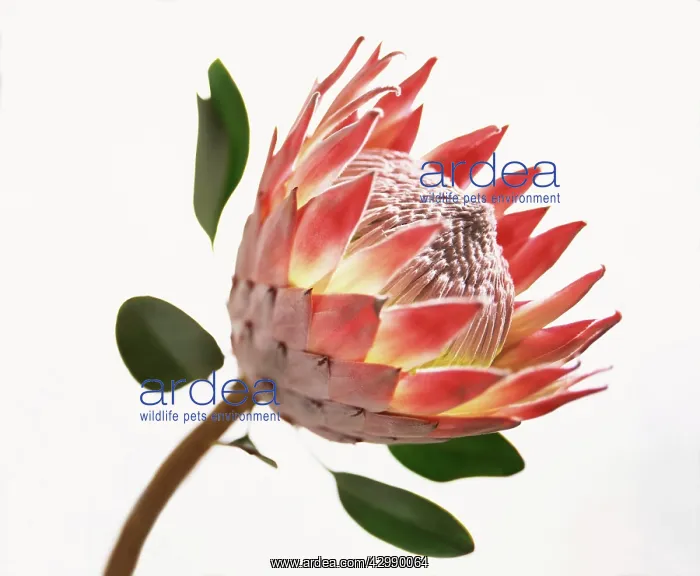 : Protea, Protea cynaroides : Protea, Protea cynaroides