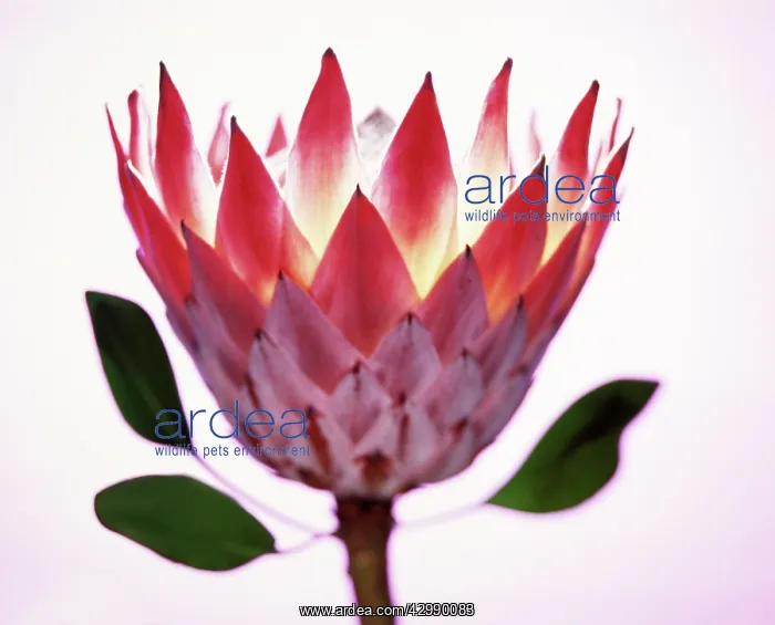 : Protea, Protea cynaroides : Protea, Protea cynaroides