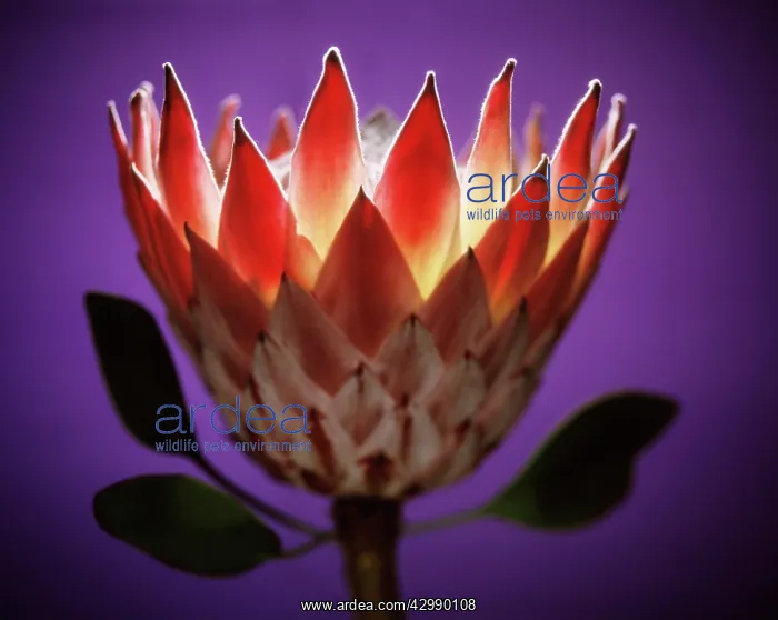 : Protea, Protea cynaroides : Protea, Protea cynaroides