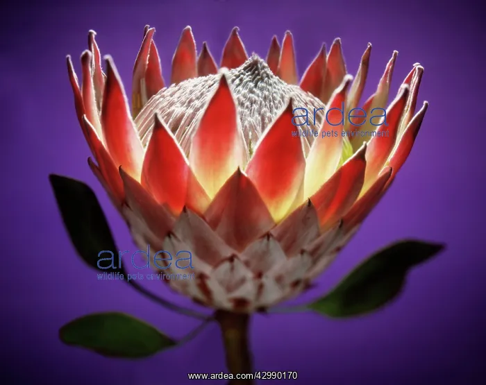: Protea, Protea cynaroides : Protea, Protea cynaroides