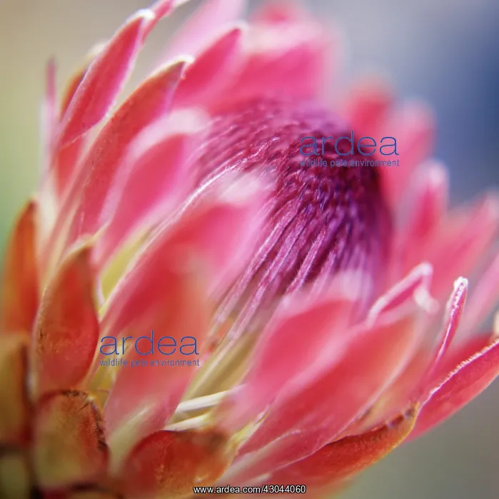 : Protea, Protea eximia : Protea, Protea eximia