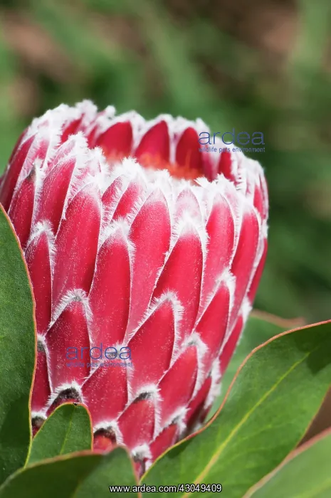 : Protea cynaroides. Single flower head part open : Protea cynaroides. Single flower head part open