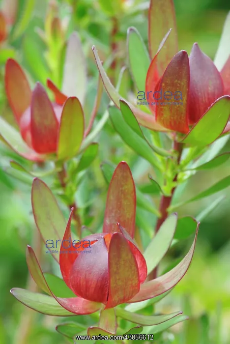 : Protea, Leucadendron protecea Safari sunset : Protea, Leucadendron protecea Safari sunset