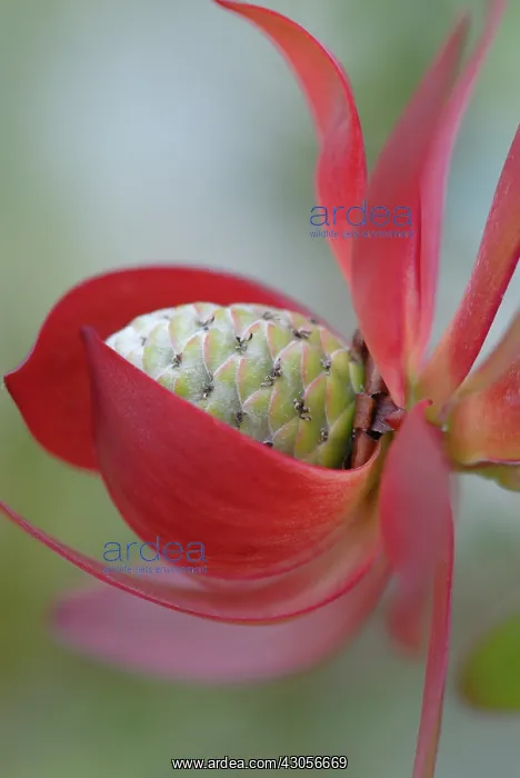 : Protea, Leucadendron protecea Safari sunset : Protea, Leucadendron protecea Safari sunset