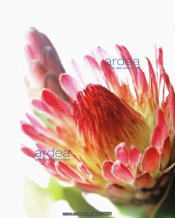: Protea, Protea : Protea, Protea
