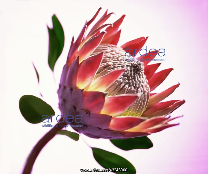 : Protea, Protea cynaroides : Protea, Protea cynaroides