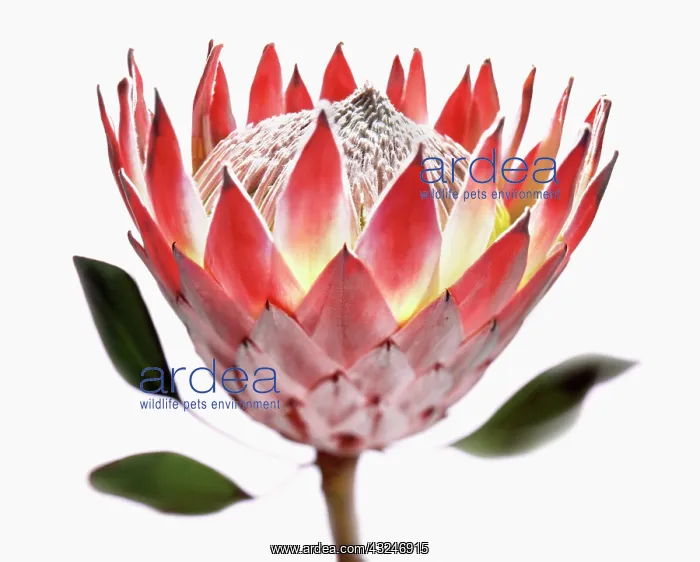 : Protea, Protea cynaroides : Protea, Protea cynaroides
