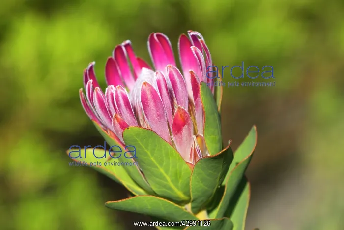 : Protea compacta : Protea compacta