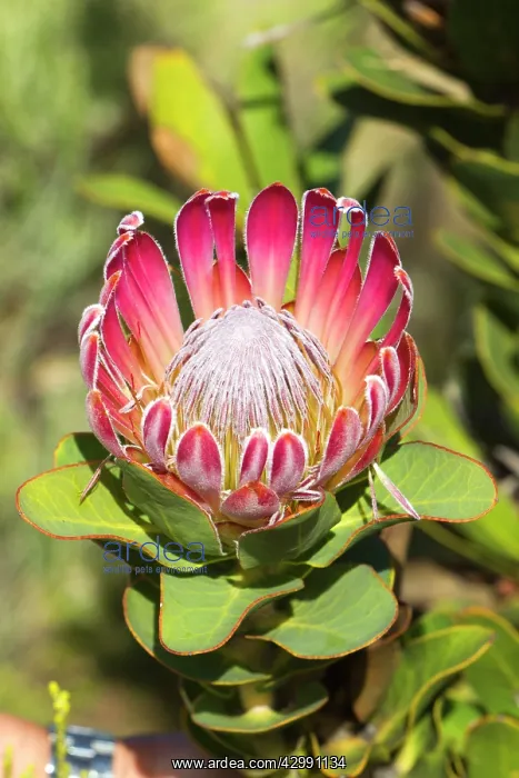 : Protea compacta : Protea compacta