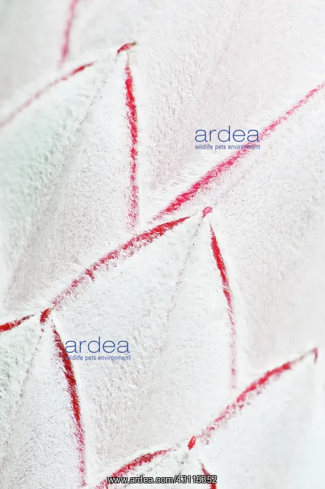 : Protea cultivar, Protea, Pink, White, Evergreen, Unusual pla : Protea cultivar, Protea, Pink, White, Evergreen, Unusual pla