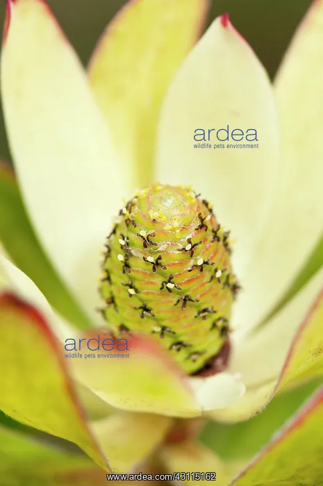 : Protea, Leucadendron protecea Safari Sunset, close : Protea, Leucadendron protecea Safari Sunset, close