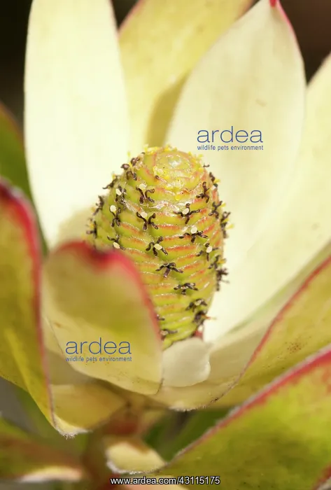 : Protea, Leucadendron protecea Safari Sunset, close : Protea, Leucadendron protecea Safari Sunset, close