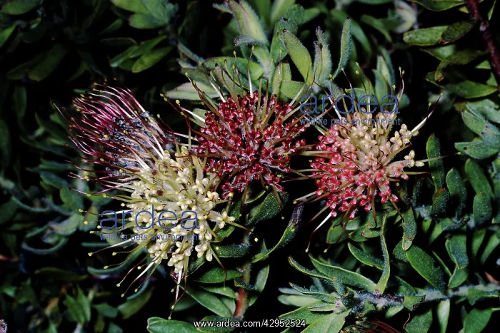 : Protea - Leucospermum heterophyllum : Protea - Leucospermum heterophyllum