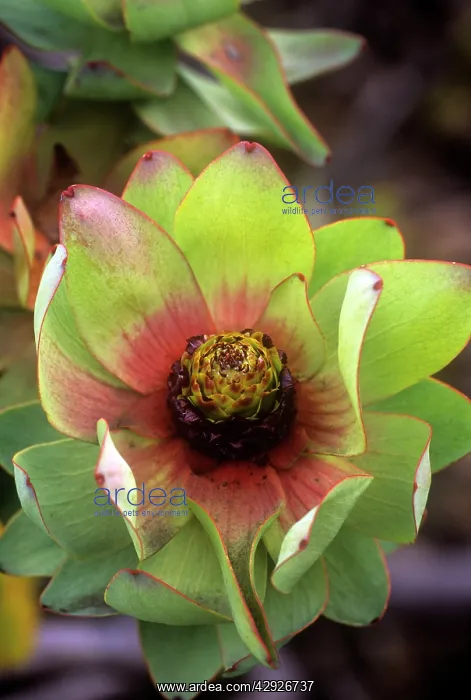 : PROTEA - Mountain Rose Proteaceae : PROTEA - Mountain Rose Proteaceae