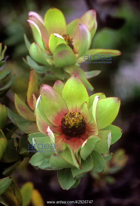 : PROTEA - Mountain Rose Proteaceae : PROTEA - Mountain Rose Proteaceae