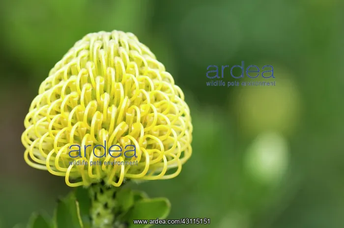  : Protea, Nodding pincushion, Leucospermum cordifolium