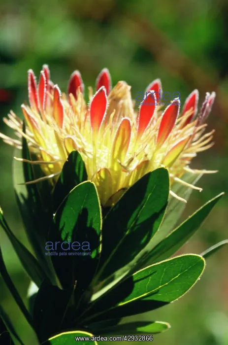 : PROTEA roupelliae - close-up of flower : PROTEA roupelliae - close-up of flower