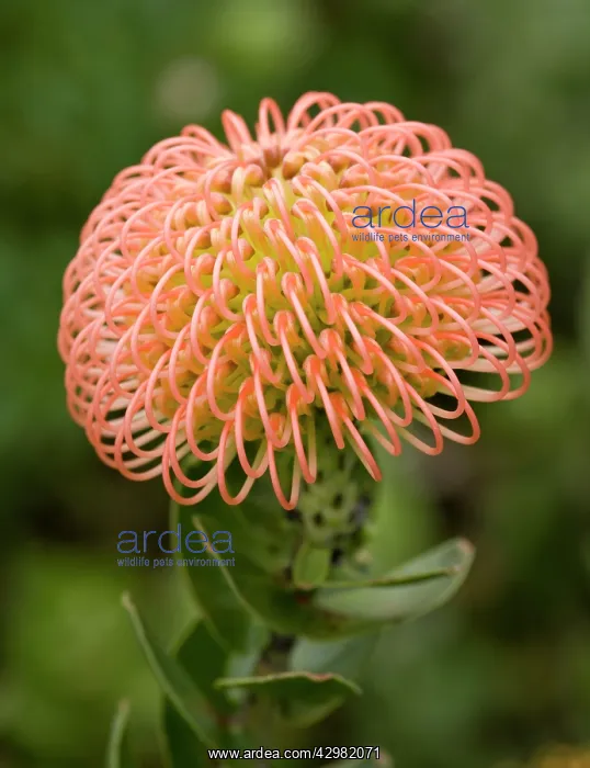 : Protea / Sugarbush - Flower : Protea / Sugarbush - Flower