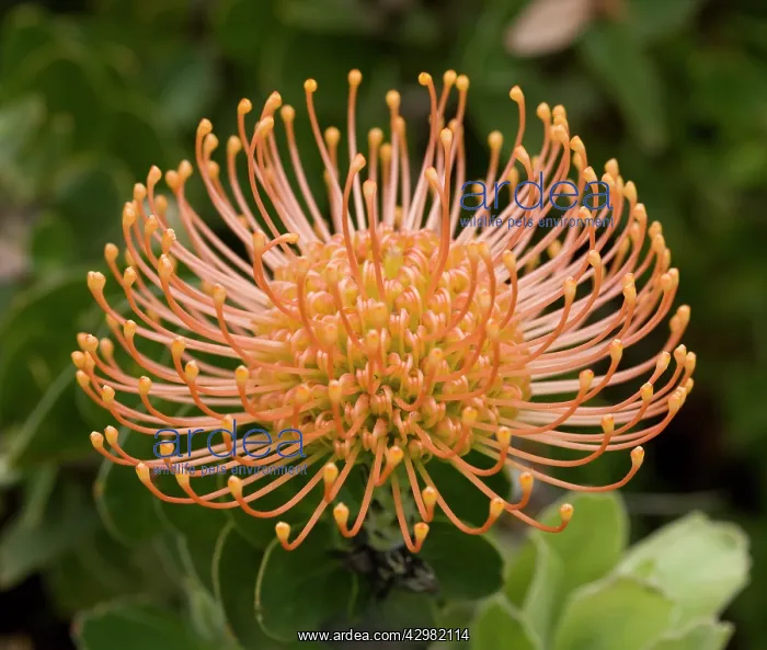 : Protea / Sugarbush - Flower : Protea / Sugarbush - Flower