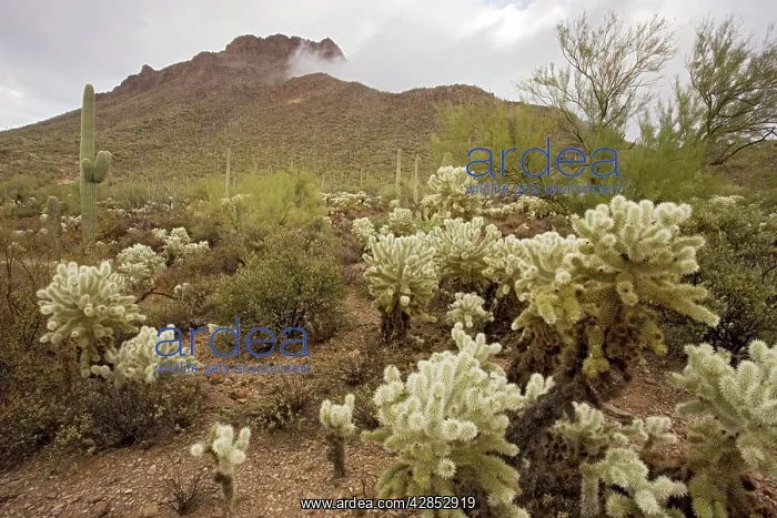 : Protected fragment of the Sonoran desert in the : Protected fragment of the Sonoran desert in the