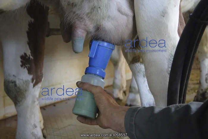 : Protection of the cow's udder France : Protection of the cow's udder France