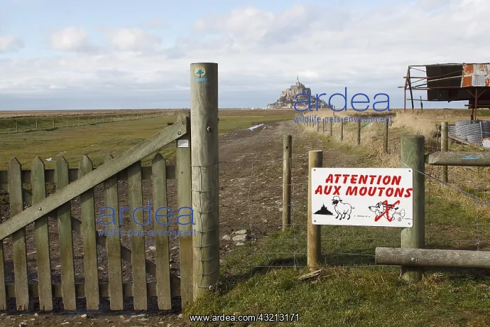 : Protection of Sheep Bay salt marshes of Mont St Michel : Protection of Sheep Bay salt marshes of Mont St Michel