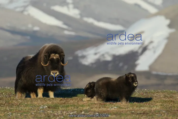 : Protective musk ox parent, arctic tundra habitat around the : Protective musk ox parent, arctic tundra habitat around the
