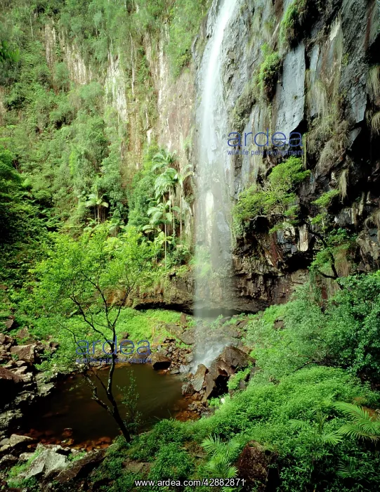 : Protesters Falls Terania Creek : Protesters Falls Terania Creek