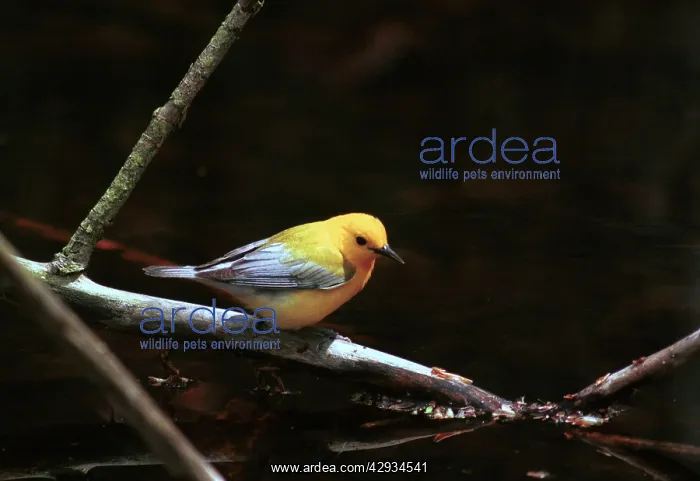 : Prothonotary Warbler : Prothonotary Warbler