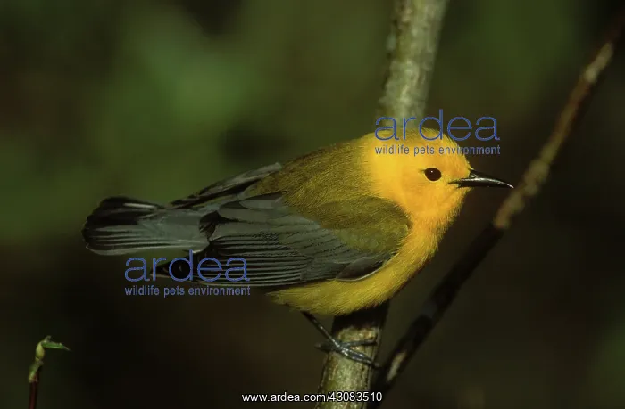 : Prothonotary Warbler : Prothonotary Warbler