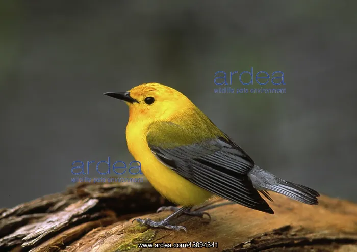 : Prothonotary Warbler : Prothonotary Warbler