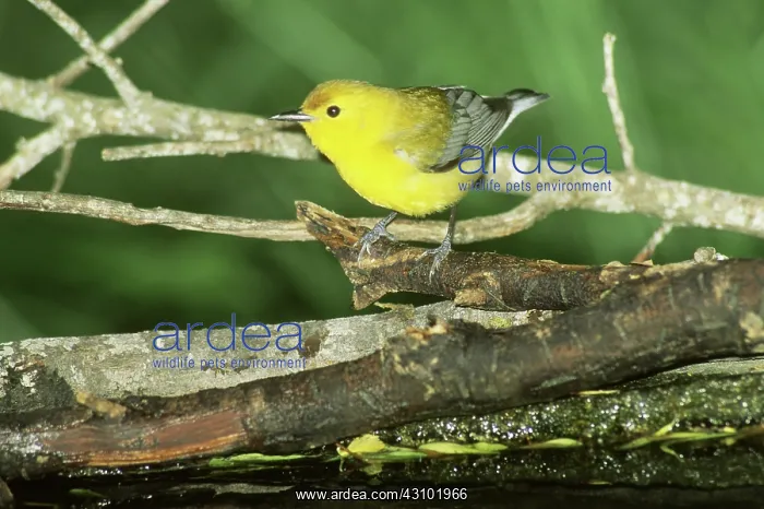 : Prothonotary Warbler : Prothonotary Warbler